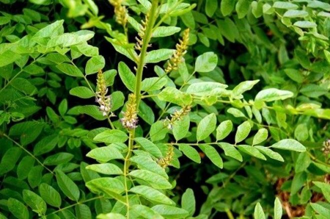 2. Mais ALCAÇUZ e menos antiácidos