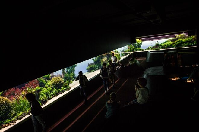 Exposição Florestas Submersas by Takashi Amano no Oceanário de Lisboa. Foto: Pedro A. Pina 