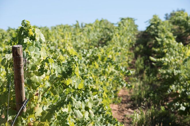 A Serenada | Vindimas