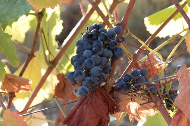 Real Companhia Velha