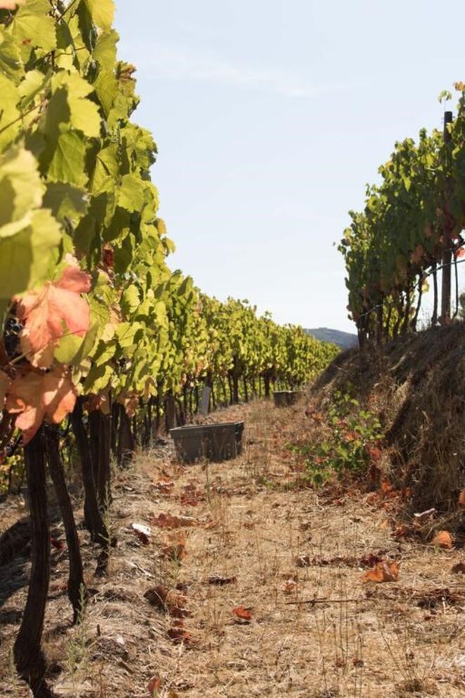 Real Companhia Velha