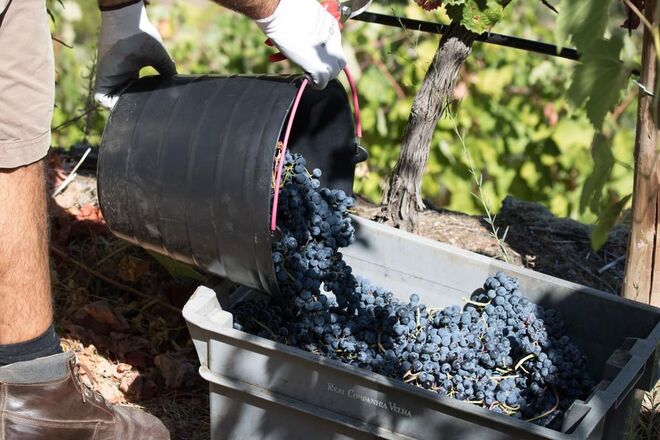 Real Companhia Velha