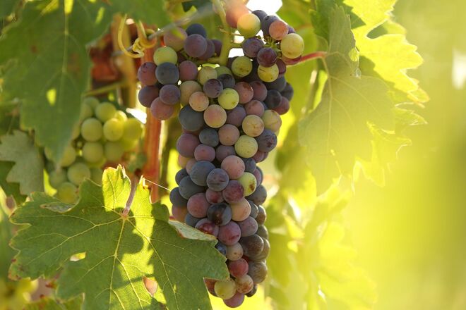 Torre de Palma Wine Hotel