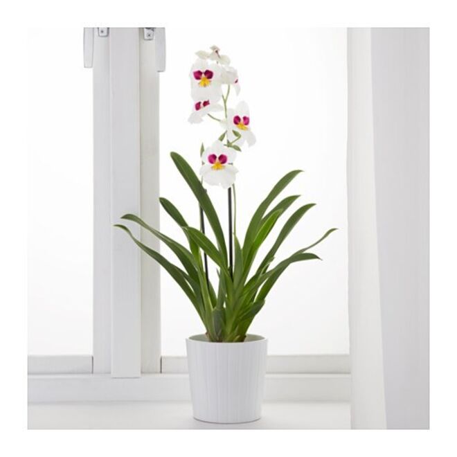 Planta Ikea, €9,99