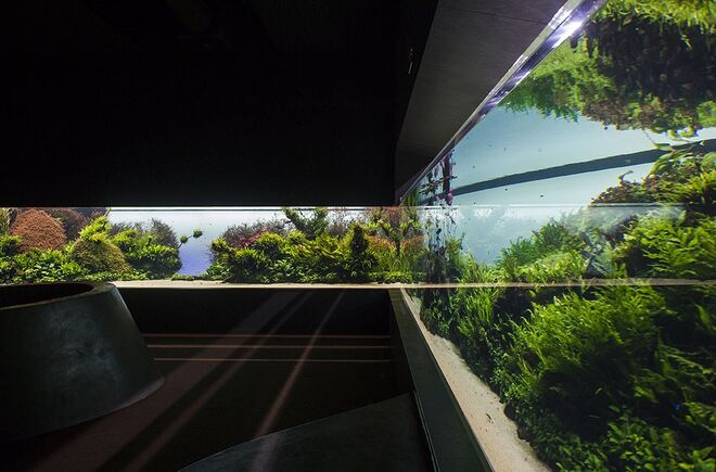 Ir ao Oceanário de Lisboa ver “Florestas Submersas” | De certeza que já leu sobre a famosa exposição "Florestas Submersas by Takashi Amano", mas já a viu? Trata-se do maior nature aquarium do mundo alguma vez criado pelo artista, tem 46 espécies de plantas aquáticas e 40 espécies de peixes tropicais de água doce. 