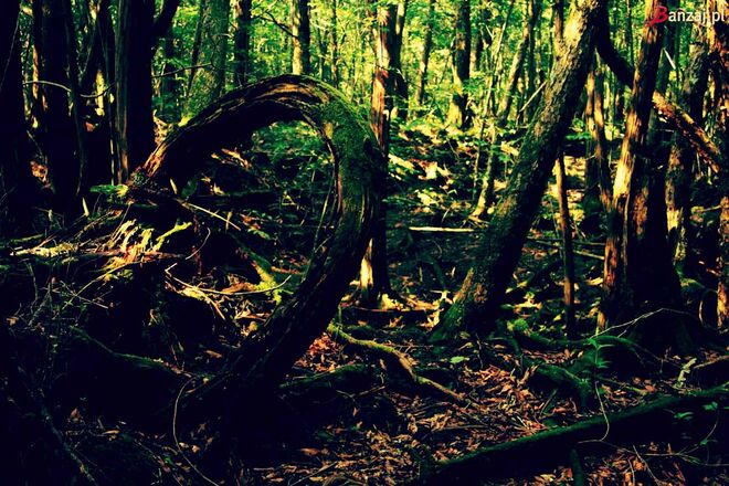 Lá Fora | Floresta de Aokigahara, Japão 