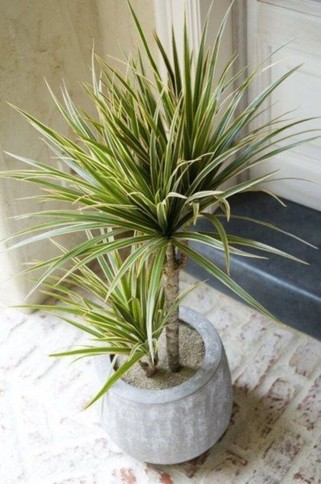 Dracena