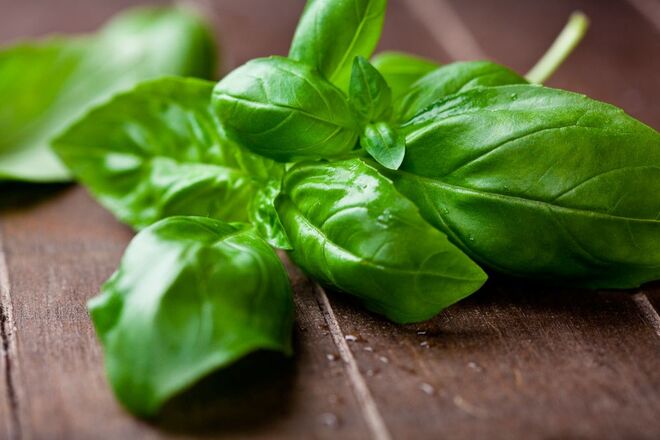 Manjericão: “É uma planta maravilhosa porque, além de ter um bom sabor, tem substâncias antidepressivas, sobe o ânimo."