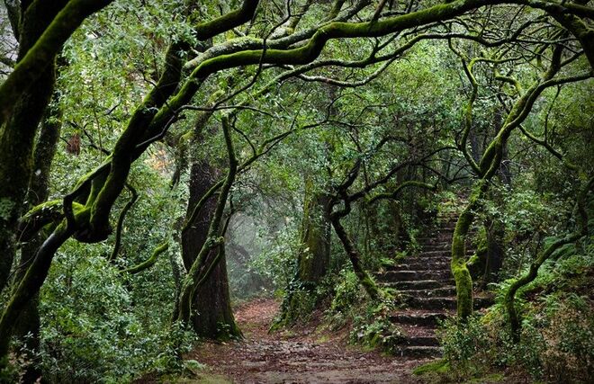 6. Mata do Bussaco (Aveiro)