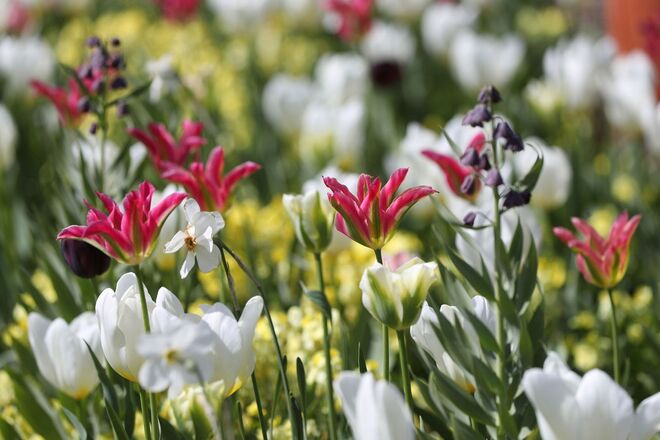 White Garden, Kensinton Palace