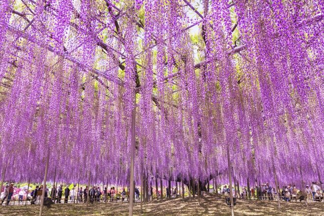 Ashikaga Flower Park, Japão