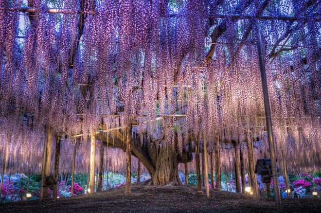 Ashikaga Flower Park, Japão