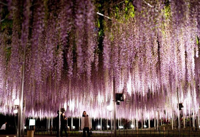 Ashikaga Flower Park, Japão
