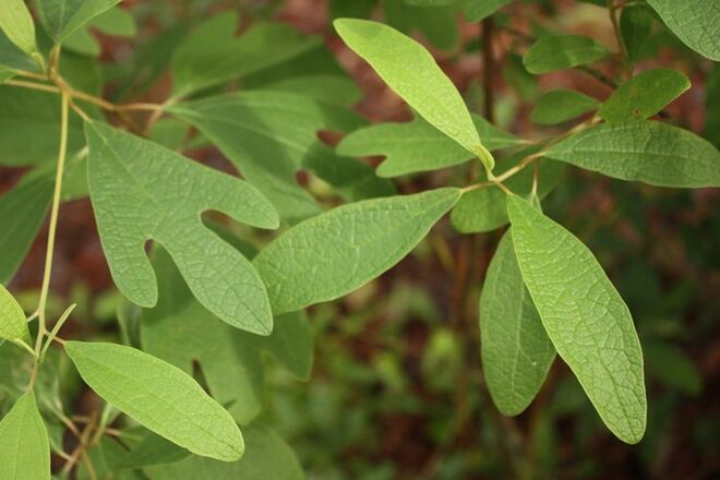 A Sassafrás, ou canela-de-Sassafrás, é usada como chá, mas também em óleo, para conferir brilho e leveza ao cabelo.