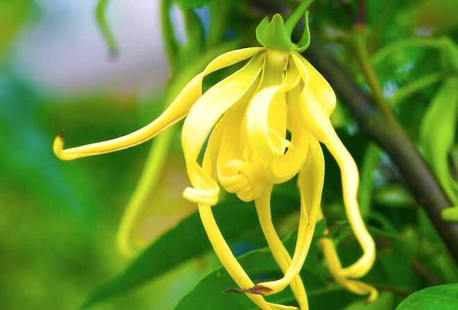 O Ylang-Ylang, proveniente da Ásia, ajuda a prevenir a queda de cabelo e pontas espigadas, ao mesmo tempo que melhora a condição e brilho do cabelo.