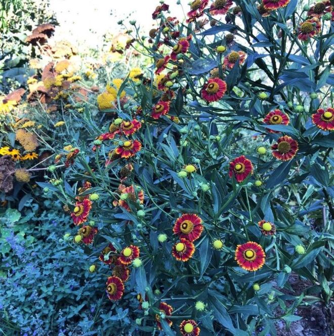 @gianmatteomalchiodi