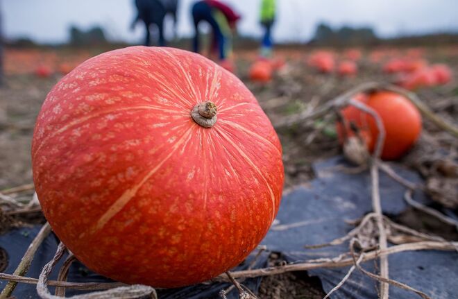 A abóbora. Salteada, ou cozinhada no forno com outros legumes, por exemplo.