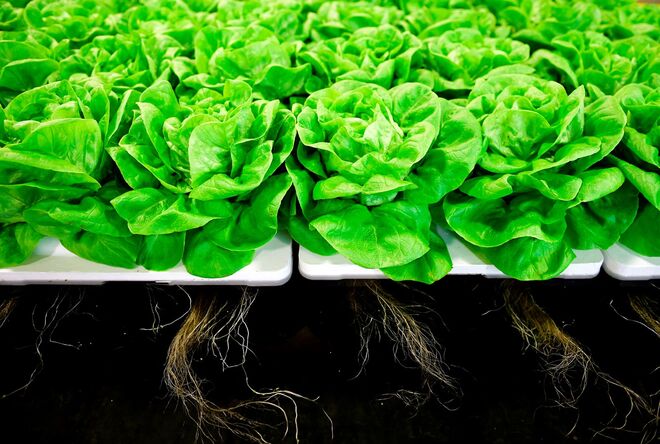 Alimentos verdes como a alface.