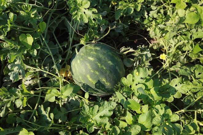 Todos os alimentos que contenham vitamina C previnem também o envelhecimento da pele, e podemos encontra-los em combinações rápidas como um simples sumo de melão com limão.