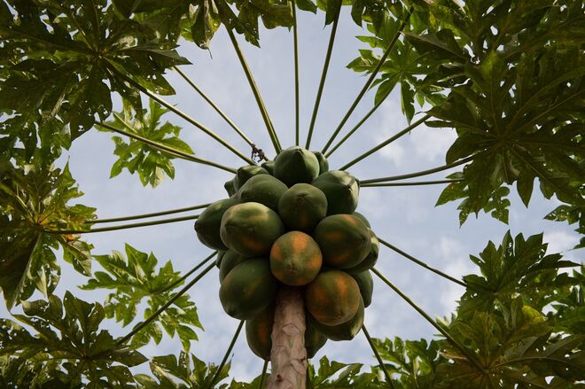 A papaia e todas as frutas e vegetais de cor alaranjada como a cenoura, a laranja ou a manga.