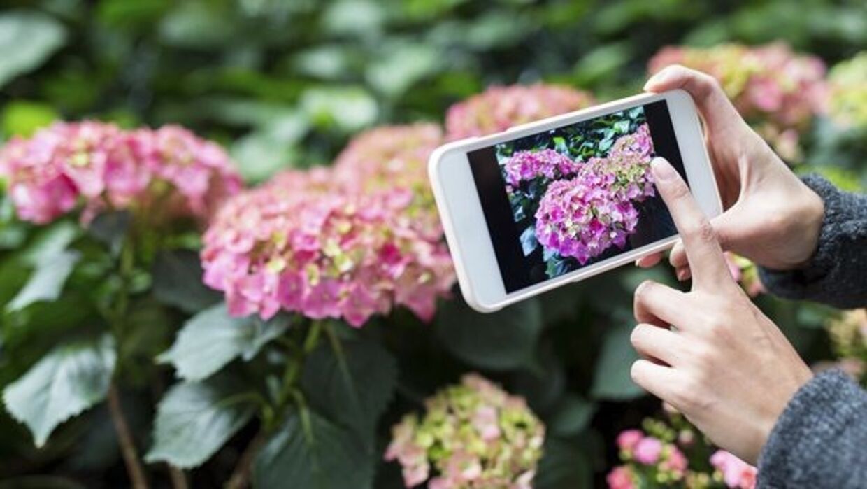 Há uma app para identificar flores
