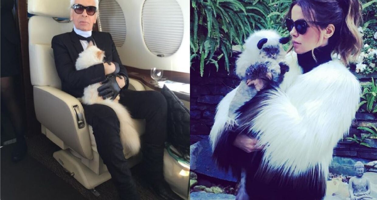 Os gatos das celebridades