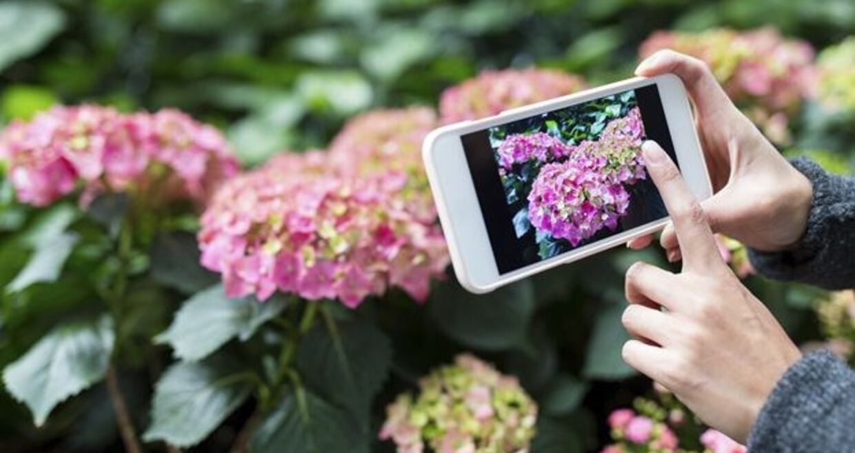 Há uma app para identificar flores