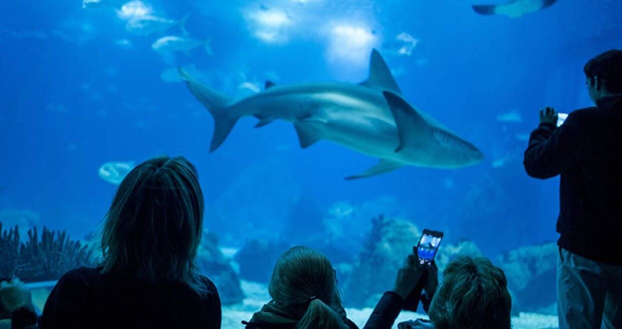 Oceanário de Lisboa eleito como o melhor aquário do mundo
