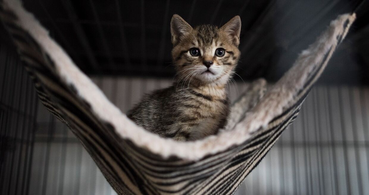 Será que conhece a personalidade do seu gato?
