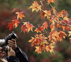 Natureza: quais as melhores imagens de 2017?