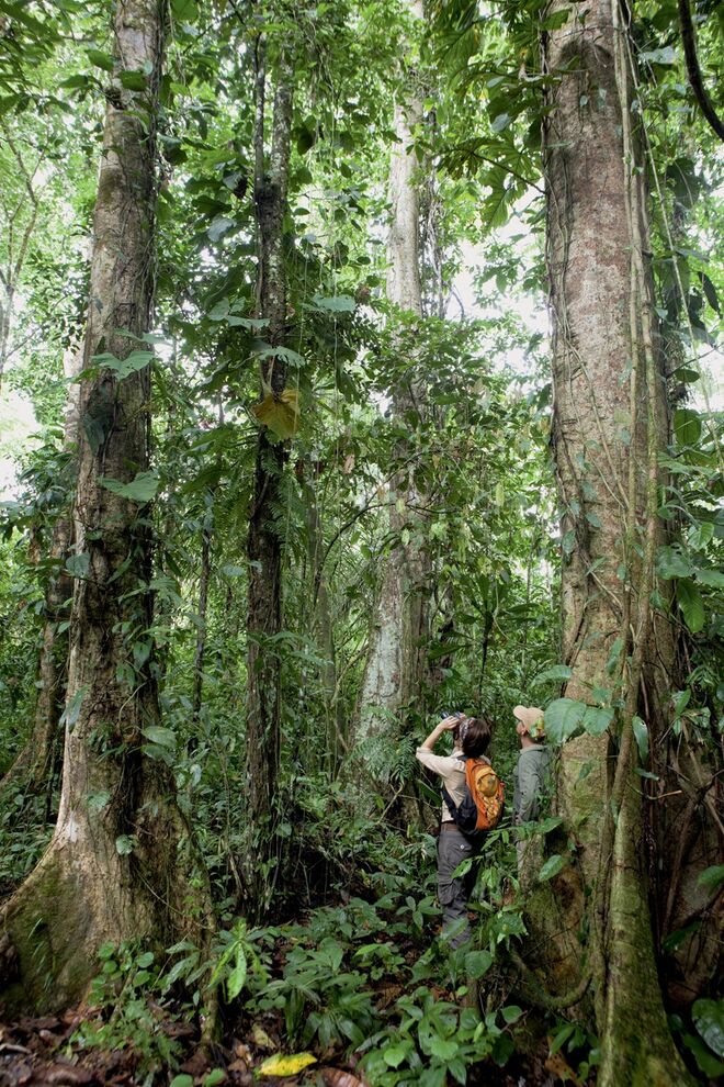 PARAÍSO VERDE | Parque Nacional de Manu, Peru