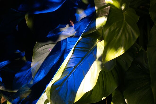 Capitão Fausto, por Matilde Travassos