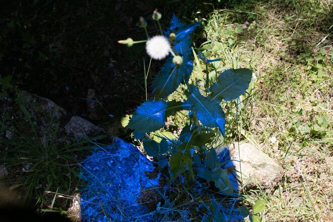 Capitão Fausto, por Matilde Travassos