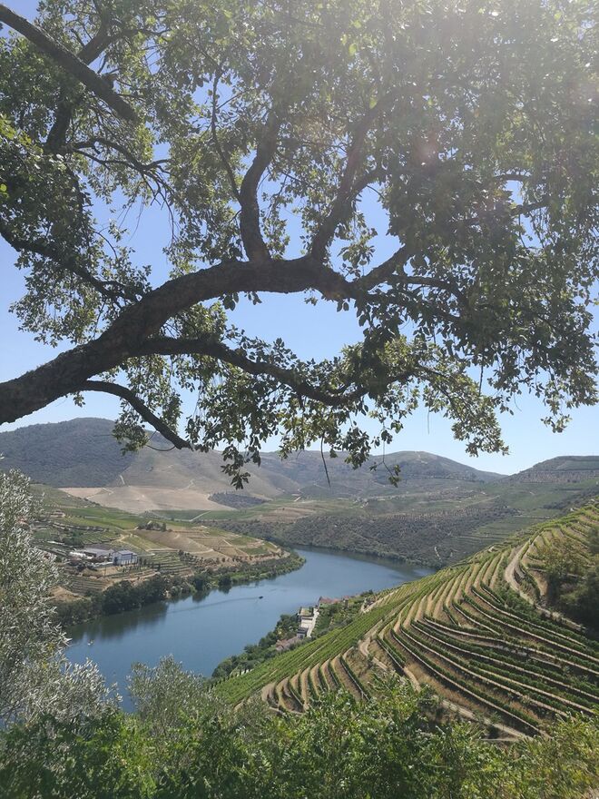 Quinta das Carvalhas