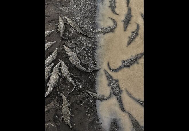 ‘Crocodiles at Rio Tarcoles’, Tarun Sinha (Costa Rica)