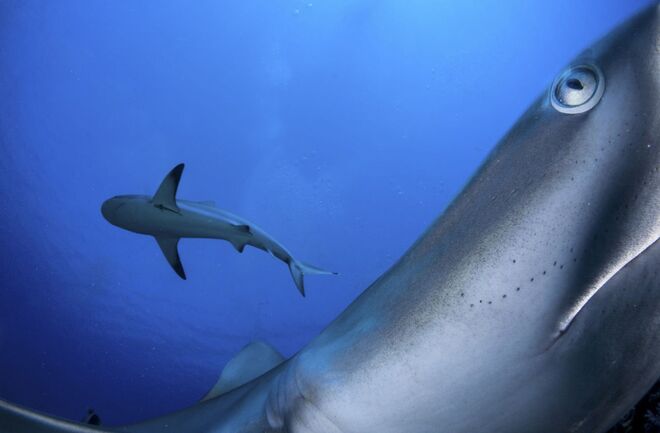 ‘In Your Face’, Shane Gross (The Gardens of the Queen, Cuba)