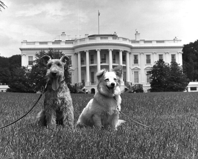 Junho, 1961 | Os cães Kennedy, “Charlie” e “Pushinka” na Casa Branca em Washington, D.C.