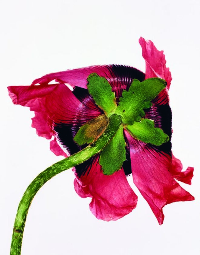Irving Penn (American, 1917 – 2009) Single Oriental Poppy, New  York, 1968