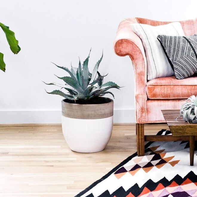 BABOSA | Também conhecida por Aloe succotrina e Aloe vera, tem folhas com propriedades medicinais e as suas variações maiores podem crescer até 1 metro de altura. Quanto às versões mais pequenas, são ideais para ter dentro de casa porque preferem um solo seco, não exigindo água com frequência.