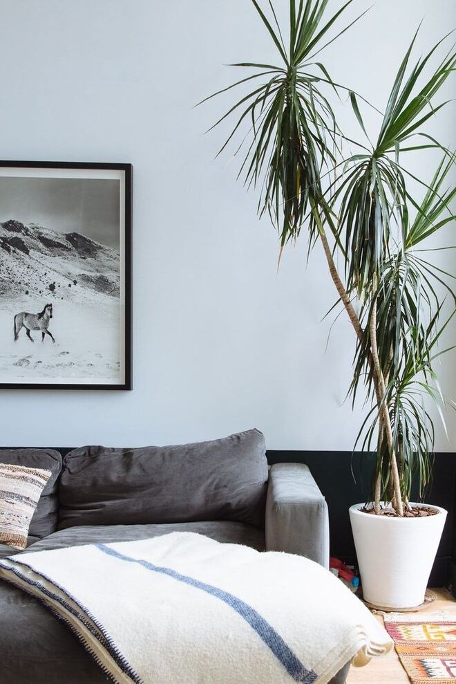 DRACENA | Embora prefiram estar em contacto direto com o sol e com alguma humidade, estas plantas são muito resistentes e facilmente adaptáveis a ambientes mais escuros e secos. 