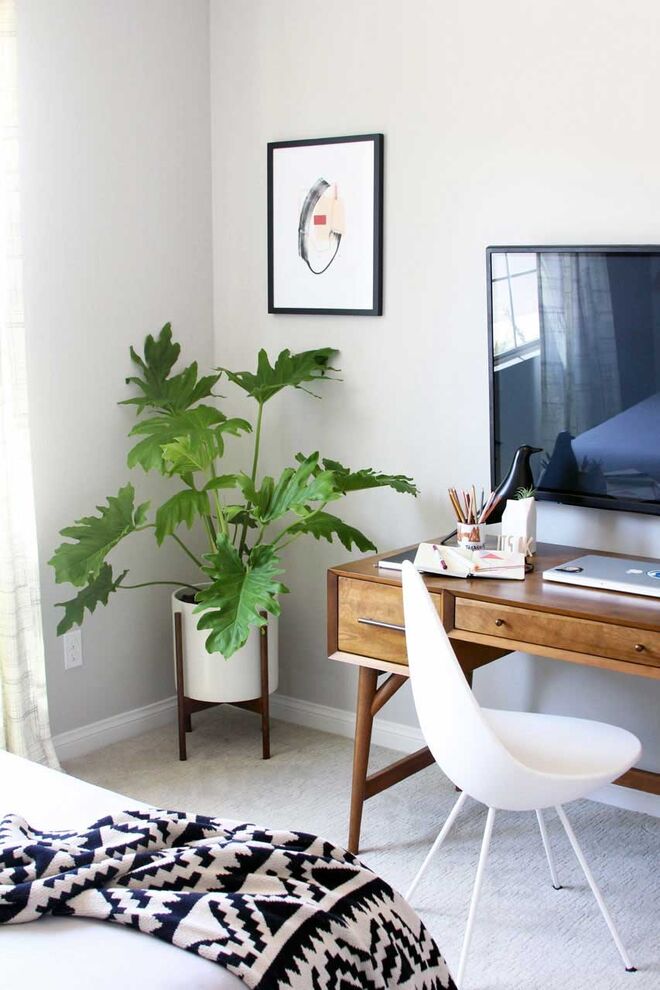 FILODENDRO | Este tipo de planta é geralmente muito resistente e fácil de manter. Além disso, cresce rapidamente e essa evolução vai indicar aos donos se precisa de mais água – as folhas ficam mais rígidas quando a planta está com falta de hidratação.