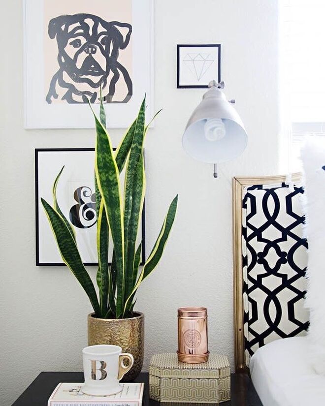 ESPADA-DE-SÃO-JORGE | Também conhecida como língua-de-sogra, rabo-de-lagarto e sanseviéria, esta planta herbácea de origem africana é tolerante a uma grande variedade de condições ambientais. Como é uma espécie de cato, não precisa de muita hidratação.