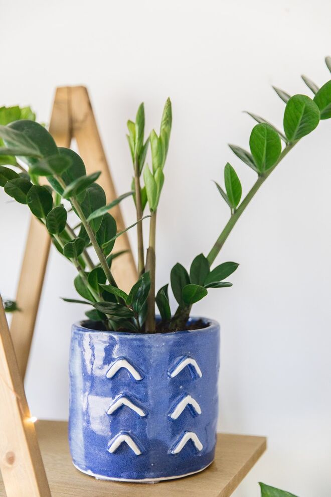 ZAMIOCULCAS | É conhecida como a ‘planta da eternidade’ porque pode viver durante muitos anos. Reserva água no caule para usar em tempos de seca.