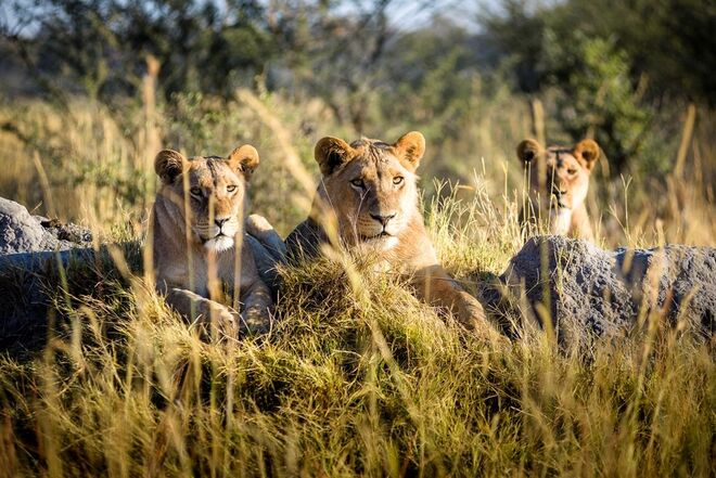 Sanctuary Chief’s Camp | Okavango Delta, Botswana 
