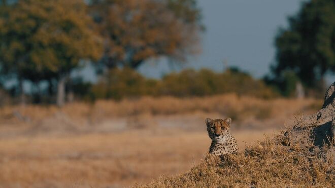 Sanctuary Chief’s Camp | Okavango Delta, Botswana 