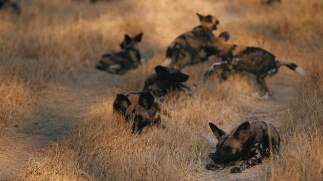 Sanctuary Chief’s Camp | Okavango Delta, Botswana 
