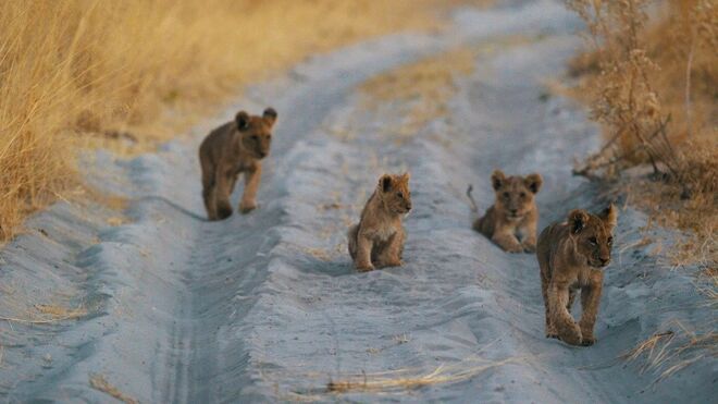 Sanctuary Chief’s Camp | Okavango Delta, Botswana 