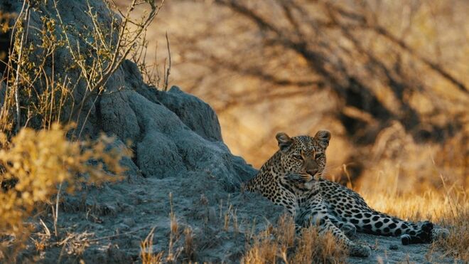 Sanctuary Chief’s Camp | Okavango Delta, Botswana 
