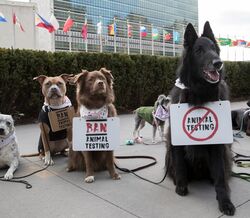 Cães protestam em frente às Nações Unidas, em Nova Iorque