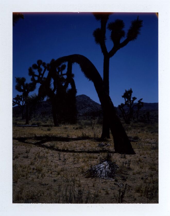 Entrevista The Legendary Tigerman: " O deserto leva-nos para dentro de nós próprios"